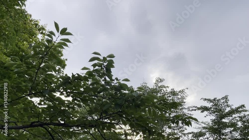 Lush green leaves in the breeze against the backdrop of a clear blue summer sky