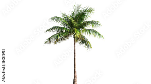 Obraz na płótnie Isolated palm tree swaying gently in the breeze on transparent background w salonie