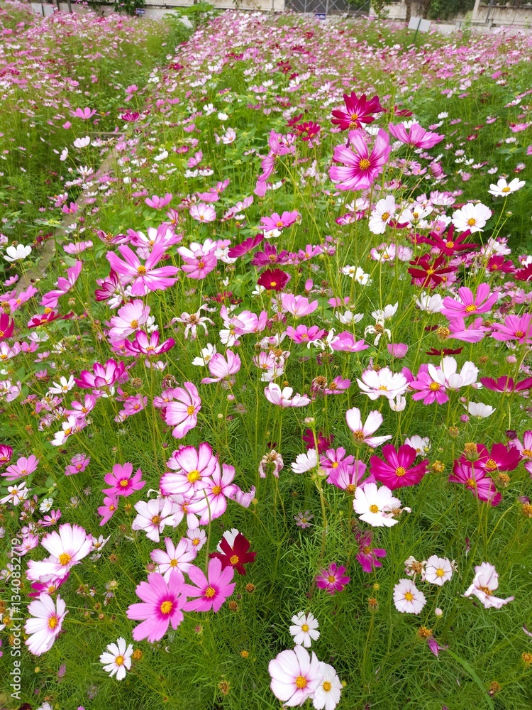 A vibrant field of pink, white, and red cosmos flowers in full bloom, surrounded by lush green foliage. A vibrant field of pink, white, and red cosmos flowers in full bloom, surrounded by lush green foliage.