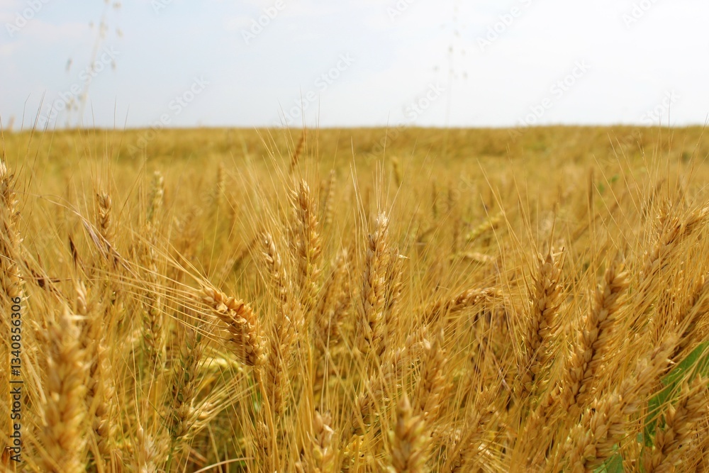 Fototapeta premium Golden wheat field and sunny day. Image