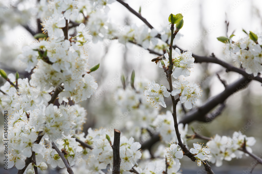 Blossoming white flowers on a branch in a serene garden during springtime