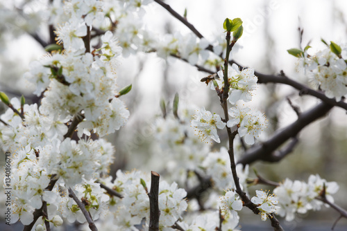 Blossoming white flowers on a branch in a serene garden during springtime