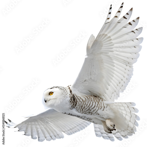 white dove isolated on white