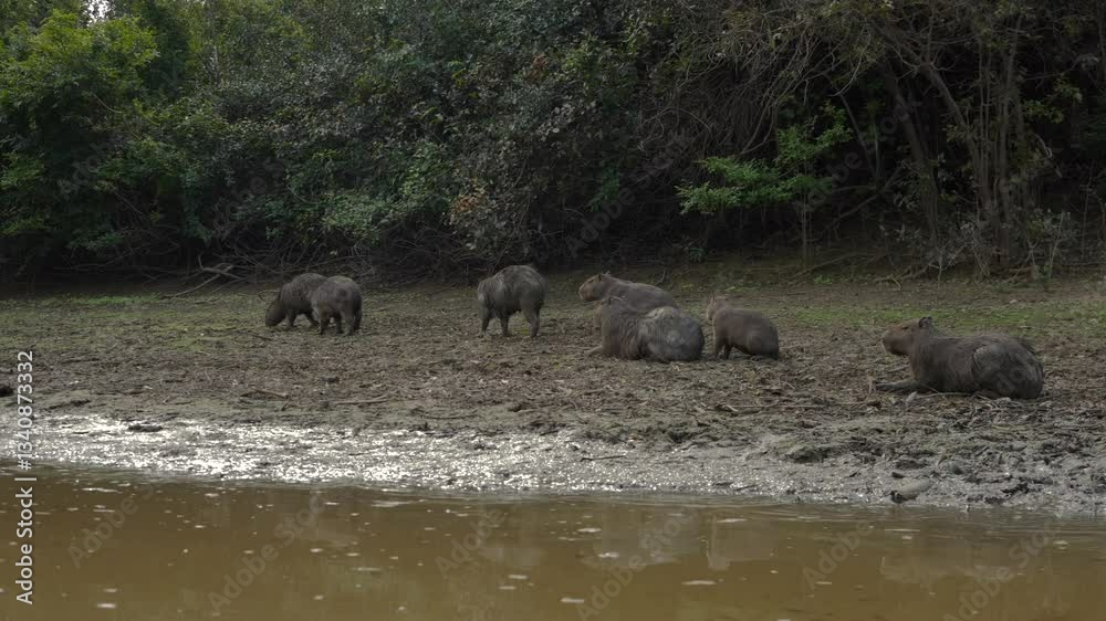 Capybara rodent wild animals Yacuma river Bolivia Pampas jungle region wildlife Capybara rodent wild animals Yacuma river Bolivia Pampas jungle region wildlife