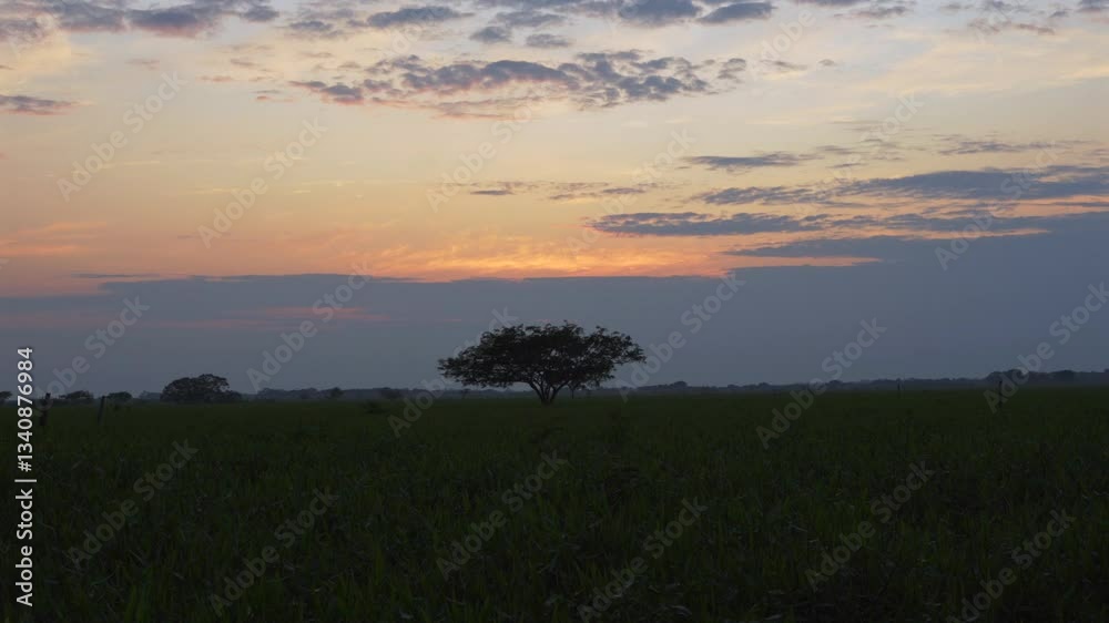 Bolivian Amazon Pampas savannah jungle nature tall grass landscape sunset skyline Bolivia Bolivian Amazon Pampas savannah jungle nature tall grass landscape sunset skyline Bolivia
