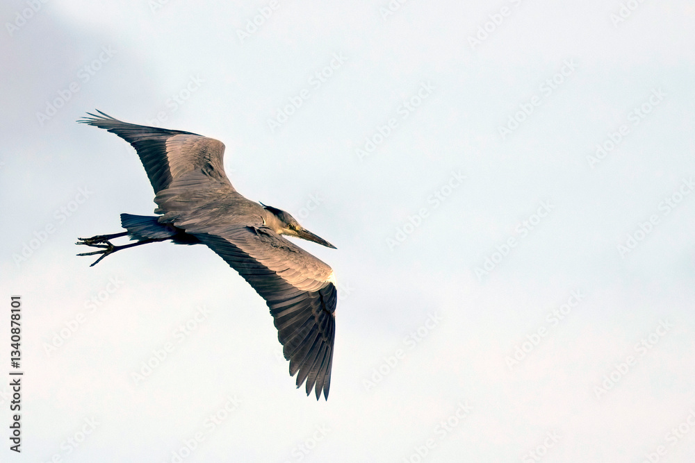 Obraz premium Grey Heron (Ardea cinerea) in flight showing upperwing pattern, Marazion, Cornwall, UK.