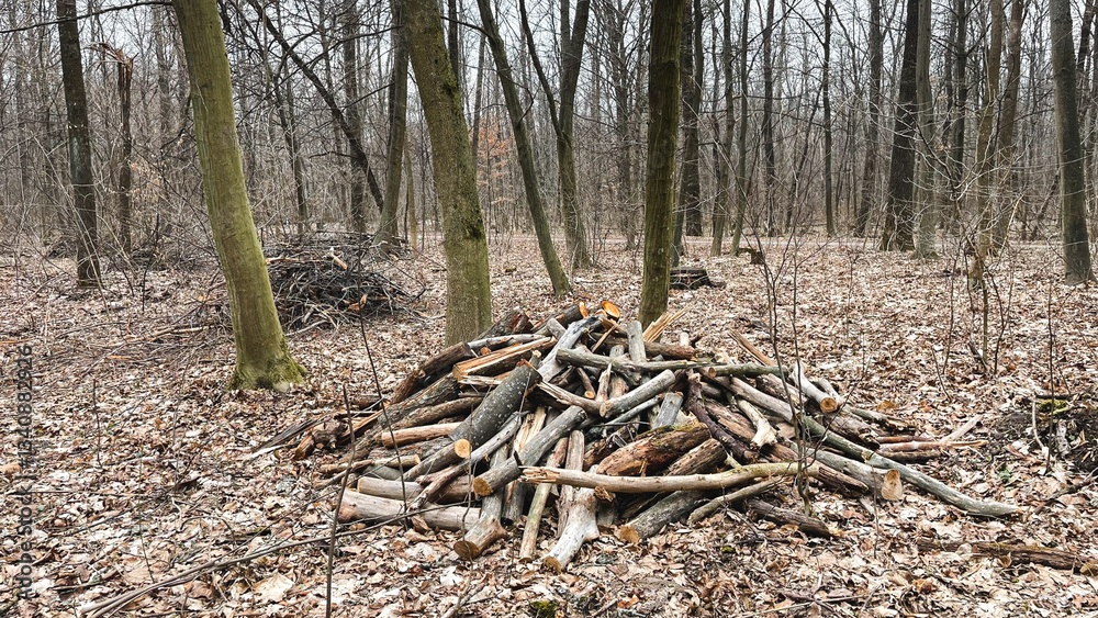Many tree branches on the ground in the forest on fallen leaves after sanitary felling of trees, chips. Early spring. Many tree branches on the ground in the forest on fallen leaves after sanitary felling of trees, chips. Early spring.