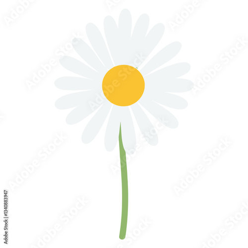 Oxeye Daisy flower daisy illustration background  vector