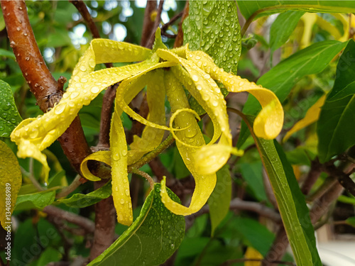 Ylang-Ylang flower (ilang ilang), Cananga odorata, yellow petals as long, flat lines that are bent, far fragrant, with water drop in ornamental garden. Nature background. Chiang Mai, Thailand.