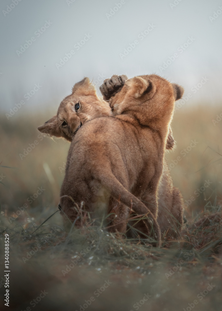 Obraz premium lion cubs playing