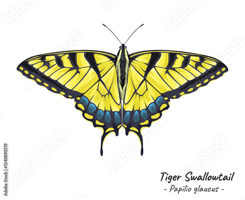 Tiger swallowtail Butterfly vector illustration