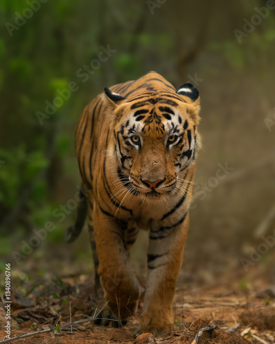Canvas Print tiger in the wild