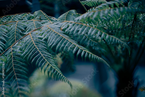 Polypodiopsida, commonly known as true ferns, is a class of vascular plants that reproduce via spores rather than seeds. This class encompasses a vast array of plant life, ranging from delicate, herba