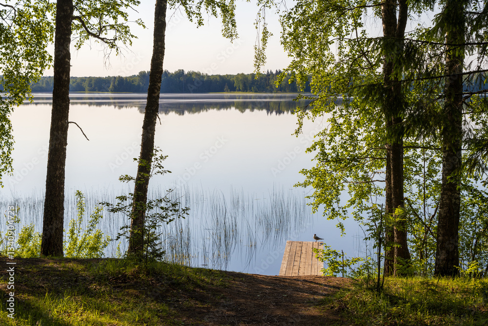 Summer landscape. Trees on the shore of the lake. A seagull stands on a wooden walkway near the shore of the lake. Morning in the countryside. Outdoor recreation. Calm, peaceful, idyllic view.