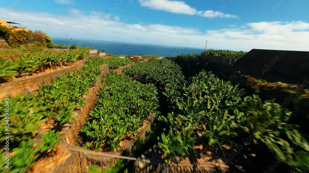 La Palma - Banana Fields La Palma - Banana Fields