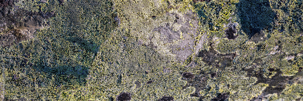 Natural texture of a stone covered with lichen. Lichenes patterns on a rock surface. Natural background. Closeup top view. The nature of the Arctic. Polar region.