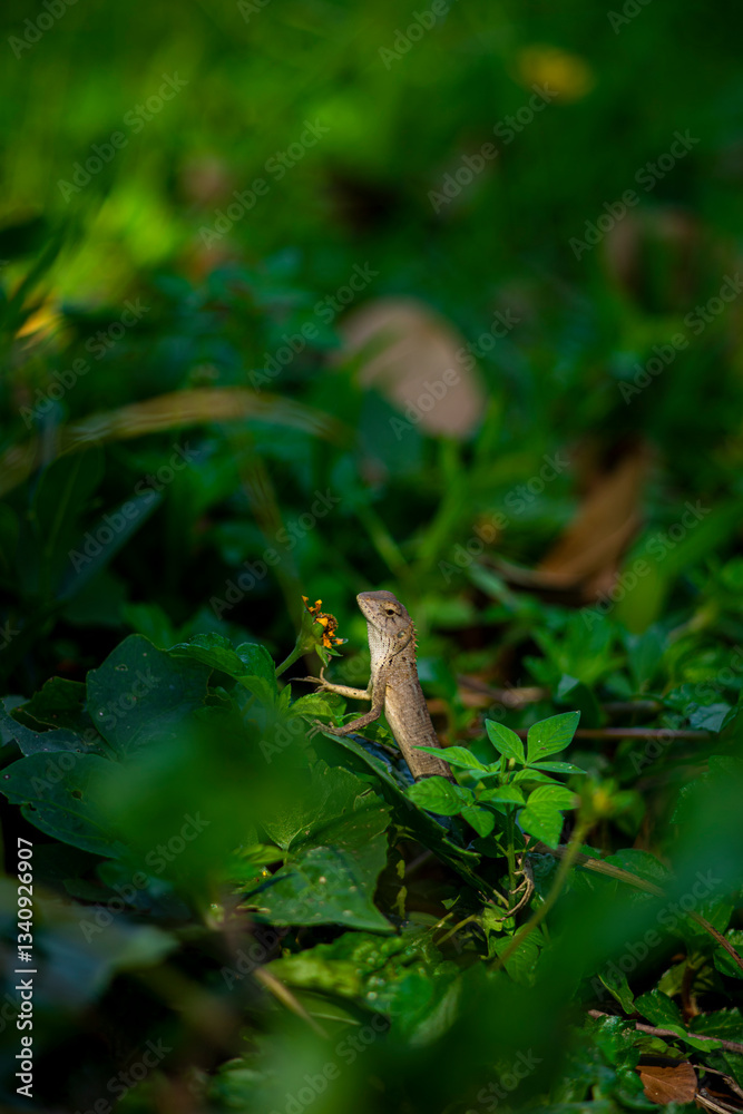 Lizards belong to the order Squamata, which also includes snakes. They are distinguished from snakes by several key characteristics, though evolutionary lines can blur. Lizards belong to the order Squamata, which also includes snakes. They are distinguished from snakes by several key characteristics, though evolutionary lines can blur.