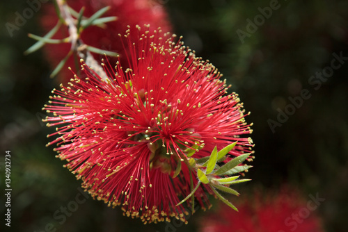 A stunning close-up of a red Bottlebrush (Callistemon) flower, showcasing its vibrant, spiky filaments tipped with golden pollen. The intricate details stand out against a natural background
