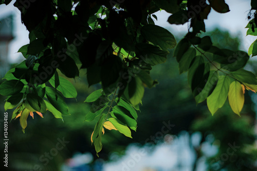 Bild auf Leinwand The Rangoon creeper can help to improve air quality by absorbing pollutants and providing shade