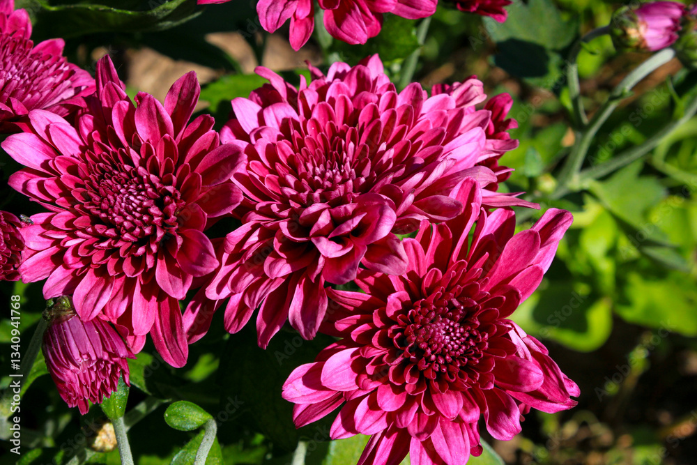 Vibrant pink chrysanthemum flowers in full bloom with lush green leaves in the background, illuminated by natural sunlight Vibrant pink chrysanthemum flowers in full bloom with lush green leaves in the background, illuminated by natural sunlight