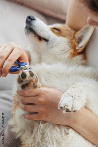 A dog owner trims the nails of his pet, a red Welsh Corgi Pembroke, trimming the nails of a dog. The nails of a dog are trimmed with special scissors. Grooming