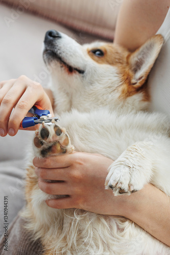 A dog owner trims the nails of his pet, a red Welsh Corgi Pembroke, trimming the nails of a dog. The nails of a dog are trimmed with special scissors. Grooming