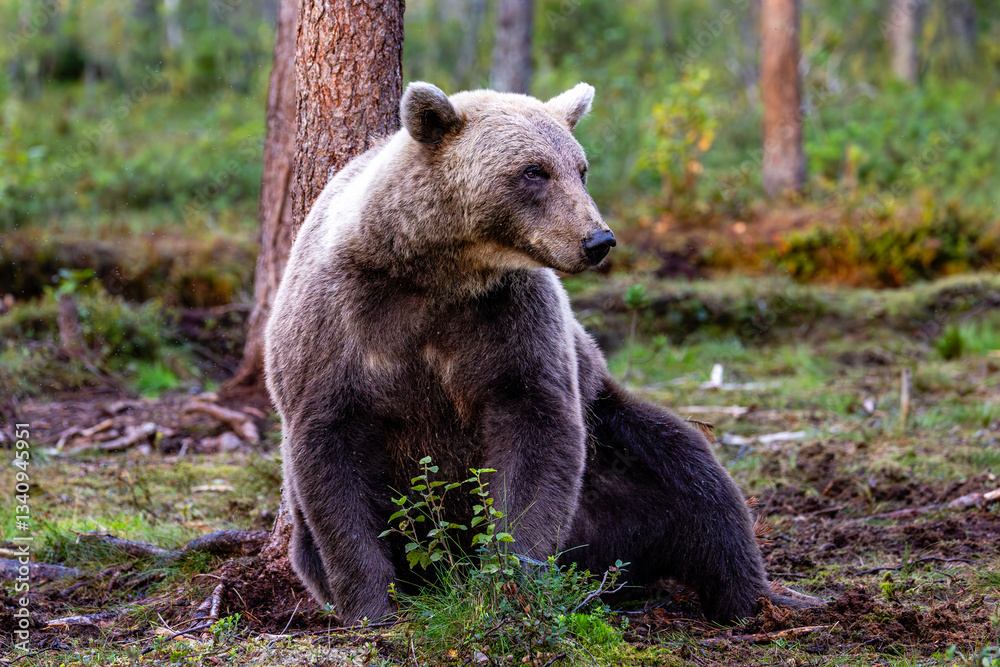brown bear in the forest