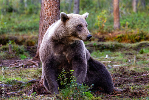 Obraz na płótnie brown bear in the forest w salonie