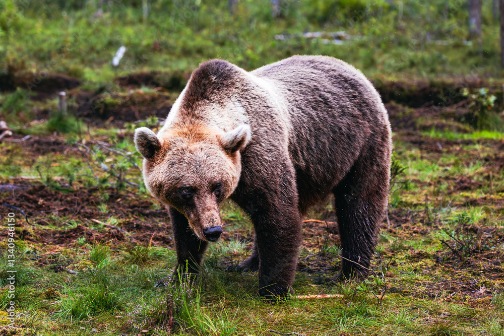brown bear in the forest