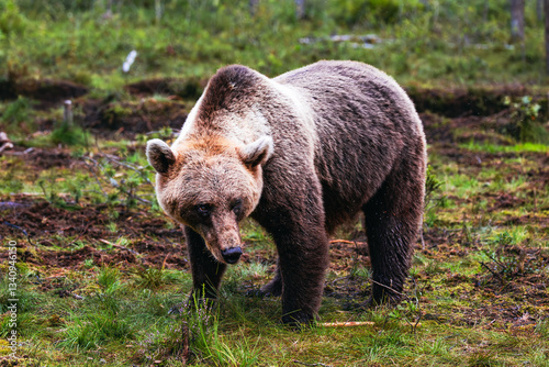 Obraz na płótnie brown bear in the forest w salonie
