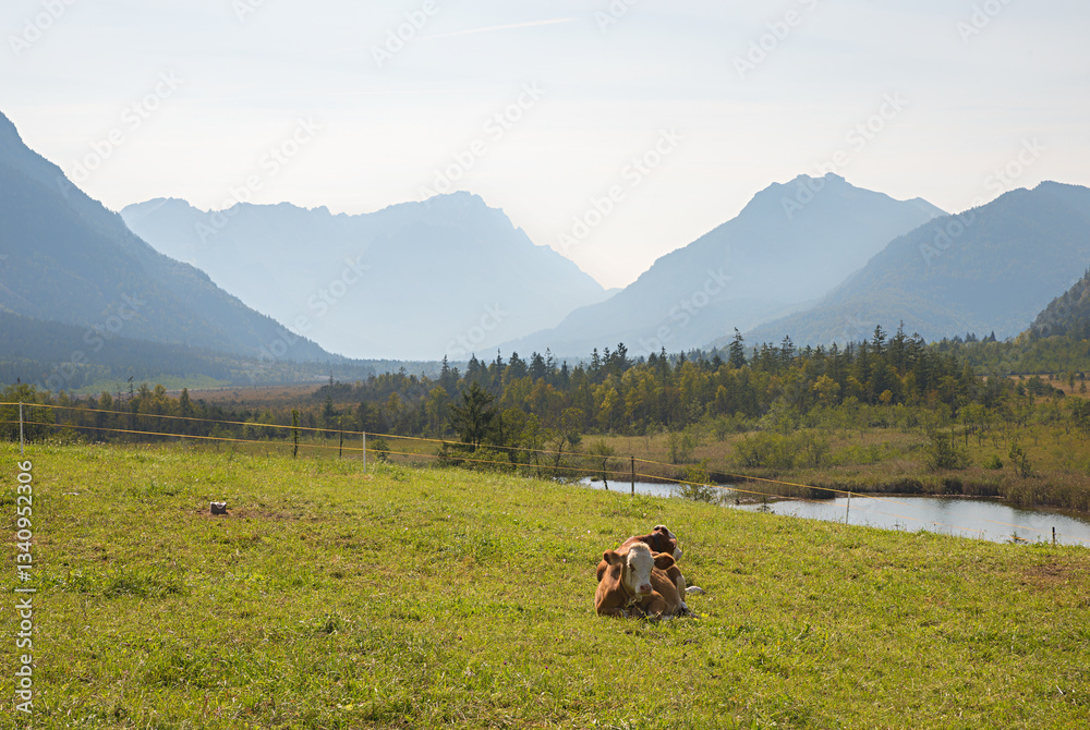 moor landscape near Eschenlohe, Pfruhlmoos Sieben Quellen, pasture with cows and alps view.
