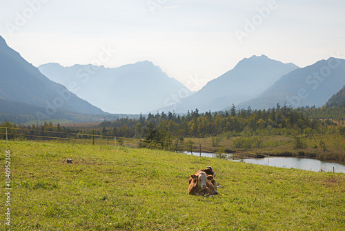 Obraz na płótnie moor landscape near Eschenlohe, Pfruhlmoos Sieben Quellen, pasture with cows and alps view. w salonie