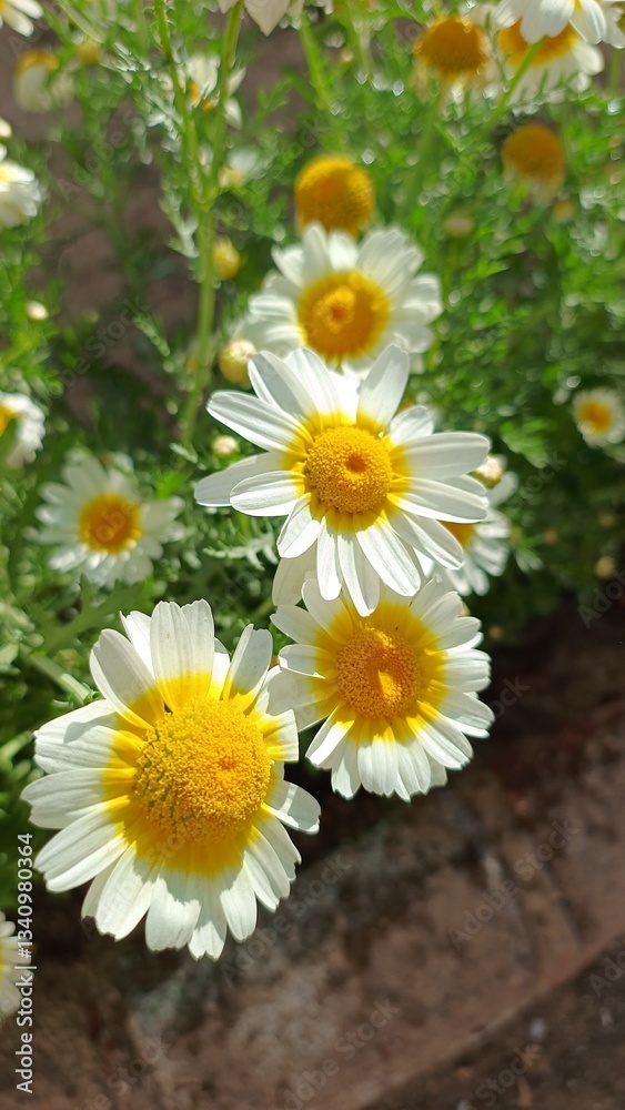 Obraz premium Chrysanthemum coronarium