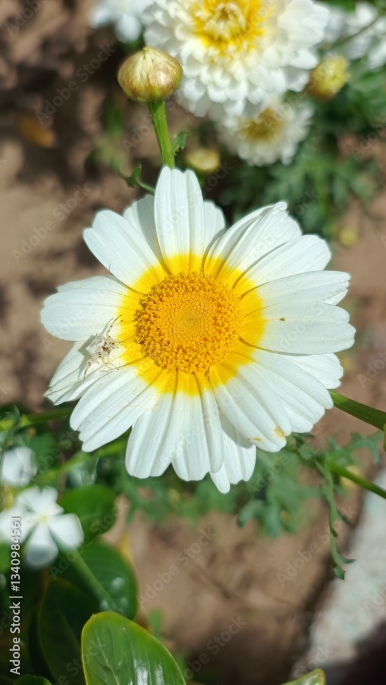 Fototapeta premium Chrysanthemum coronarium