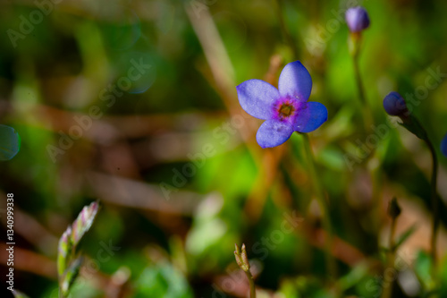 A bluet in early morning light isolated against a background of blurred grass photo