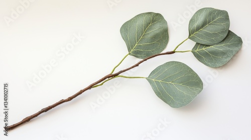 Green Eucalyptus Branch with Leaves on White Background
