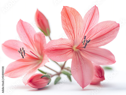 a gaura isolated on a white background, a high-resolution photograph,