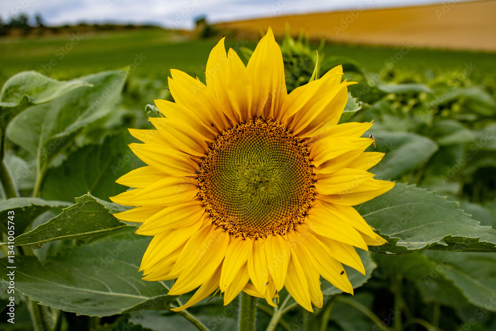 Naklejka premium GIRASOL