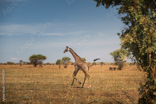 Giraffe running in the tarangire national park, tanzania