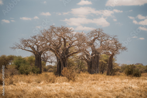 Baobab trees dominating the landscape of tarangire national park, tanzania