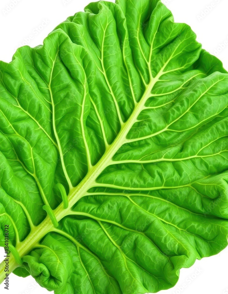 Fototapeta premium Single vibrant kale leaf, crisp and green against pure white, natural, springtime, botany