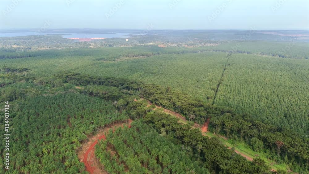 Expansive aerial view of a vast green forest pine plantation stretching into the remote environmental distance. Expansive aerial view of a vast green forest pine plantation stretching into the remote environmental distance.