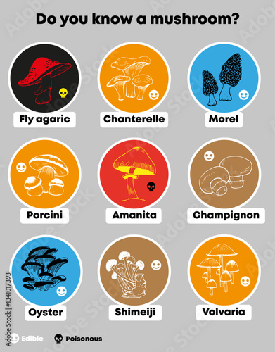 Vector infographic sticker set with various edible and poisonous mushroom isolated