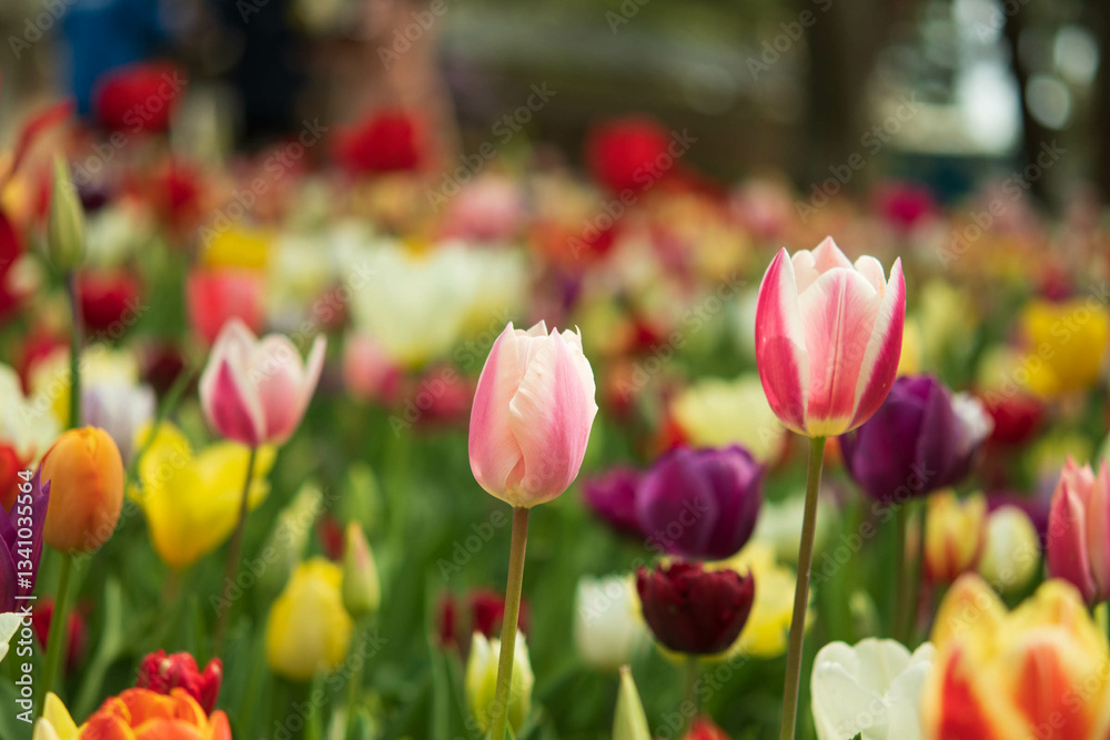 Obraz premium チューリップ, 国営ひたち海浜公園,