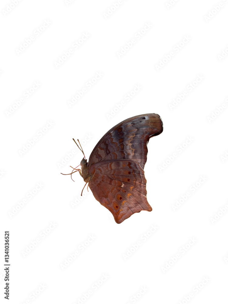 Obraz premium Beautiful brown butterfly