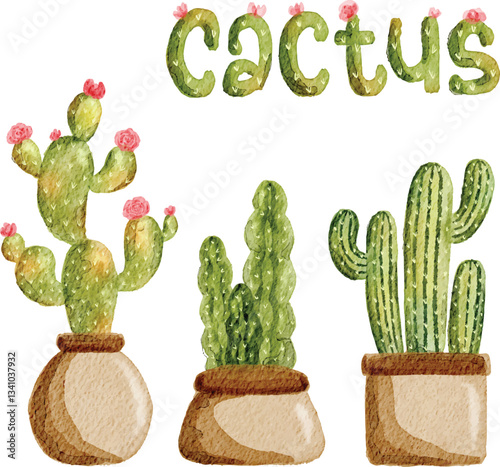 Set of cactus isolated on white