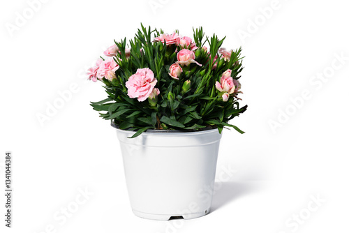 Wallpaper Mural Pot with pink carnations Torontodigital.ca