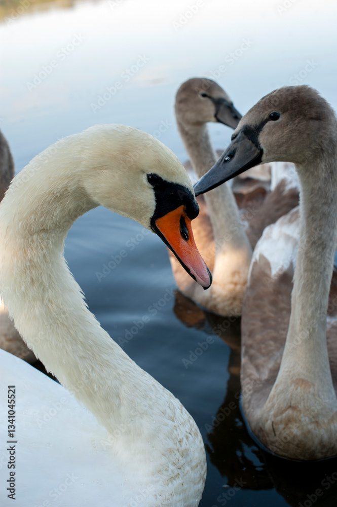 Fototapeta premium A family of swans with their babies on the shore of the pond, in the morning they swim to the camp and wait to see if they will throw something good to them.