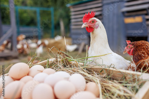 Tableau sur toile Fresh organic eggs in a wooden crate with free-range chickens on a rural farm