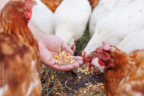 Photos Farmer hand-feeding free-range chickens with organic grain on a rural farm